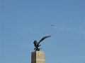 Munkacs vara - turul szobor - kerecsensolyommal